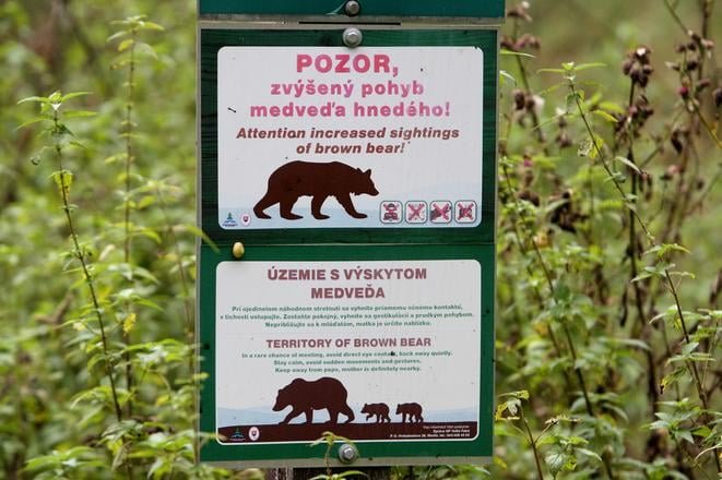vehicle-bear collisions