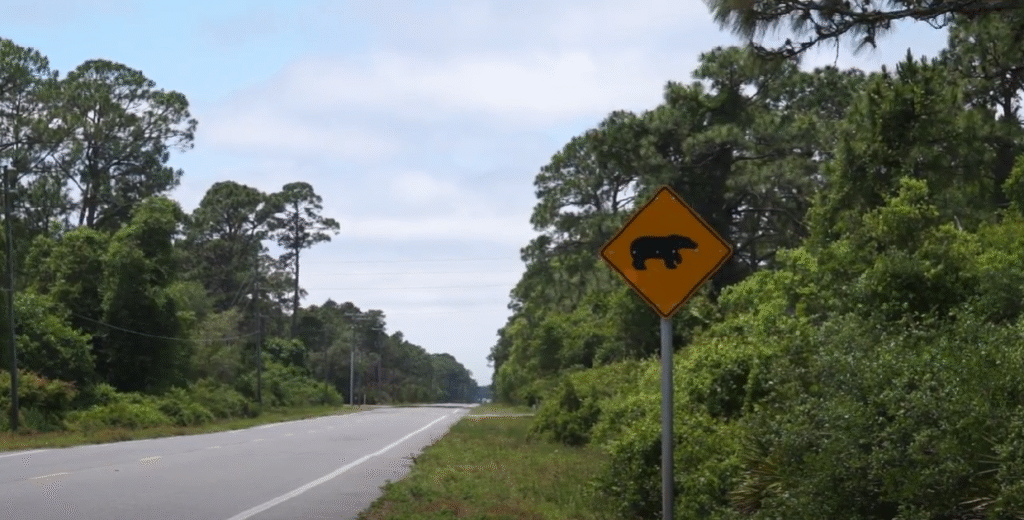 bear collisions
