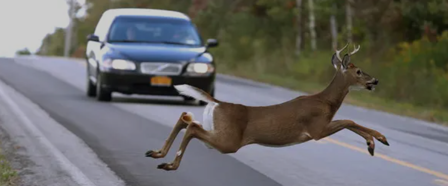 deer run in front of cars