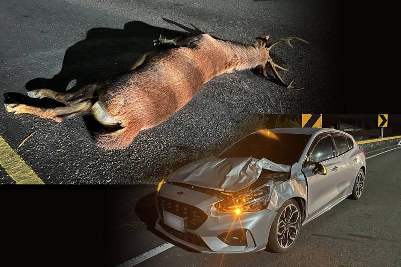 Deer collision
