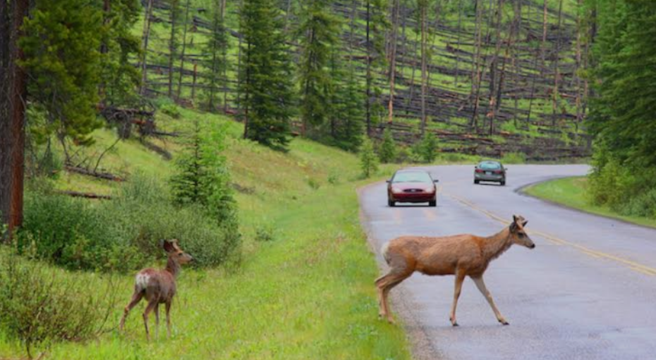 Deer collision