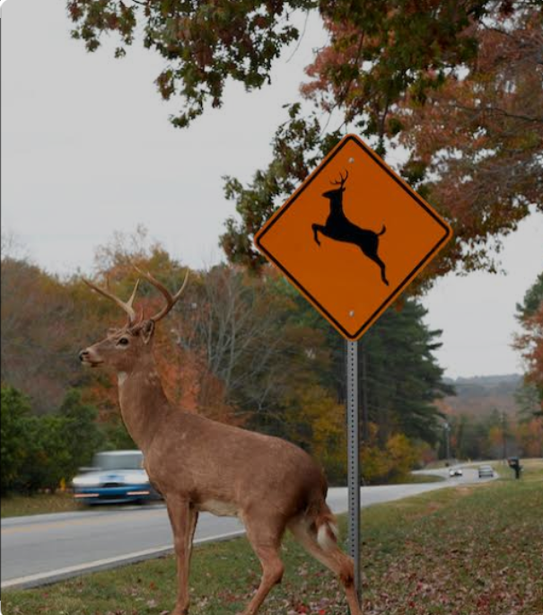 Deer collision