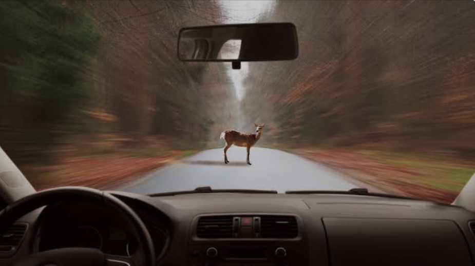 Deer collision