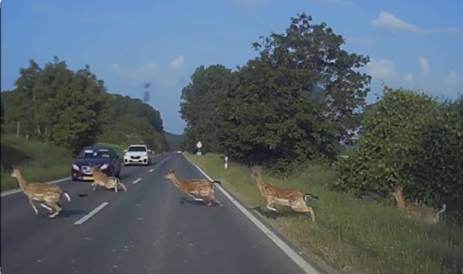 Deer collision