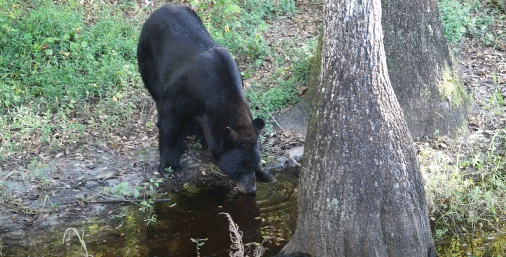 bear collisions