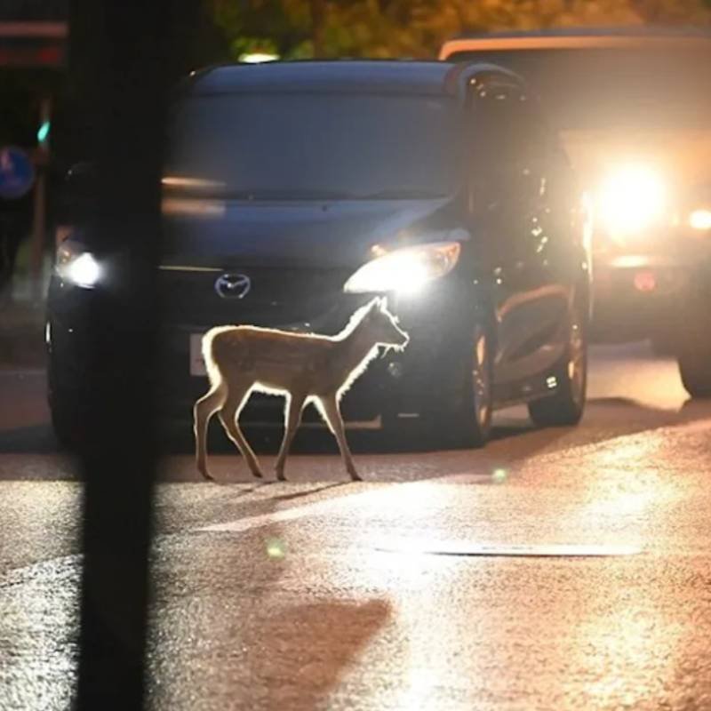 deer collision