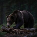 Bear Collisions