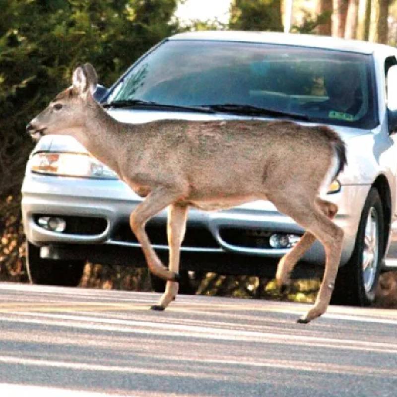 Deer run in front of cars