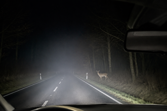 Night driving view of a deer standing by the roadside in car headlights