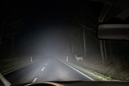 Night driving view of a deer standing by the roadside in car headlights