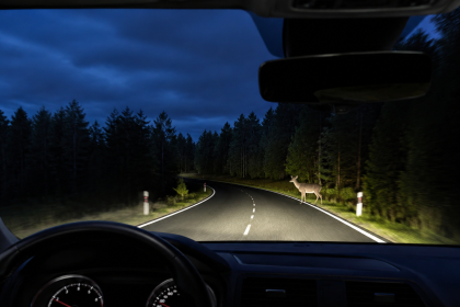 Car headlights lighting a dark forest road at night