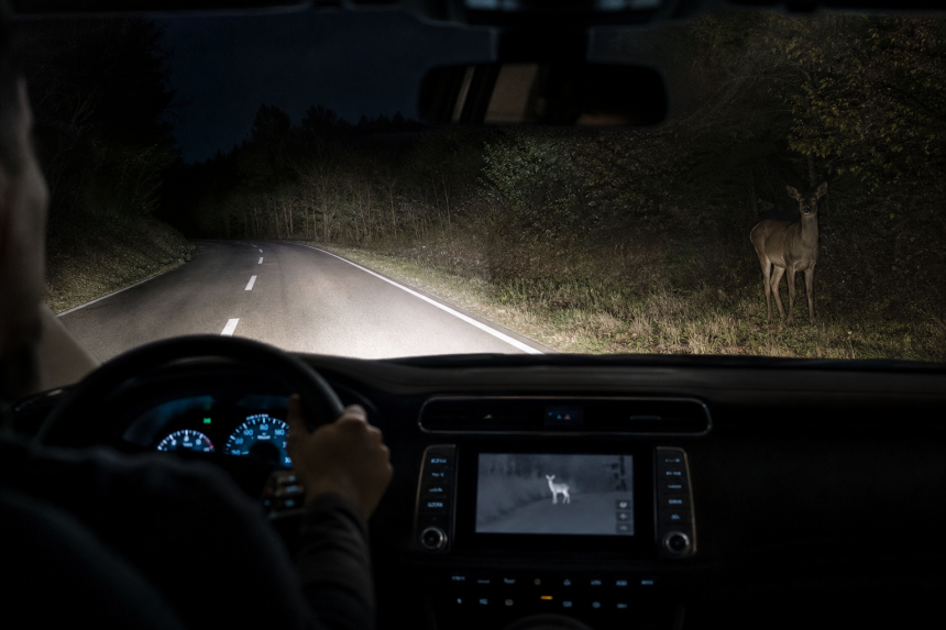Driver’s view of a deer on a rural road at night in headlights