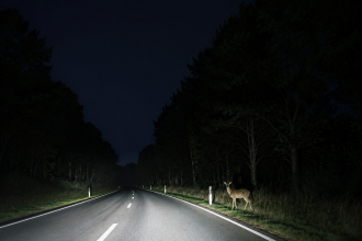 Deer standing by a dark forest road at night, lit by car headlights