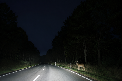 Deer standing by a dark forest road at night, lit by car headlights