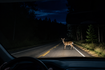 Deer crossing a dark forest road at night, seen from a car dashboard